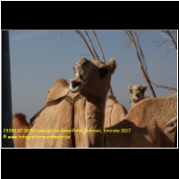 29284 02 0059 koenigliche Kamelfarm, Bahrain, Emirate 2017.jpg